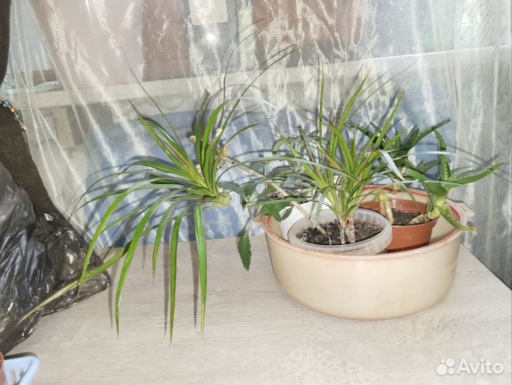 Пальма драцена