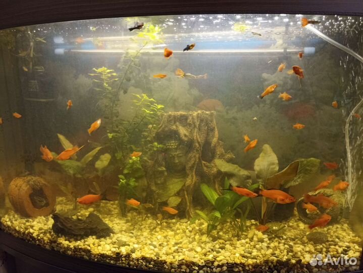 Меченосцы,Гурами,Пельвикахромисы