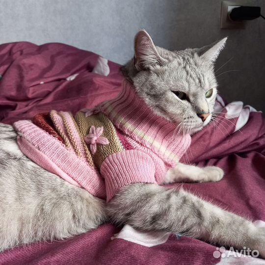 Вязаный свитер для собачки