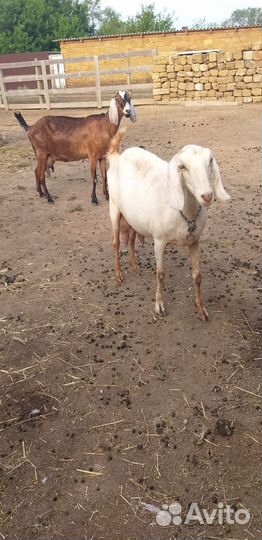 Козы: Камори,Нуб