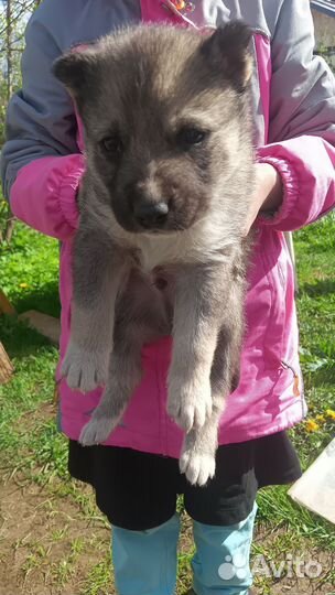 Щенки Хаски