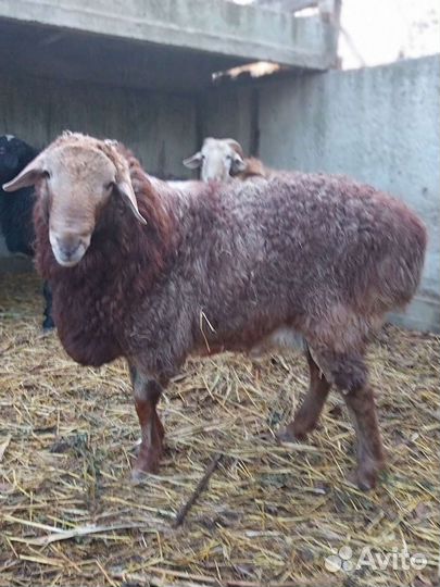 эдильбаевская порода овец. бараны на племя. овца в твери животные фото. джайдара порода овец. курдючные породы овец.