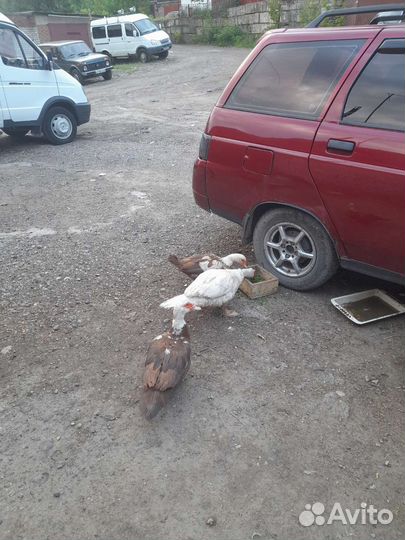 Подсадные утки