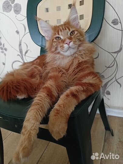 Котята мейн-кун