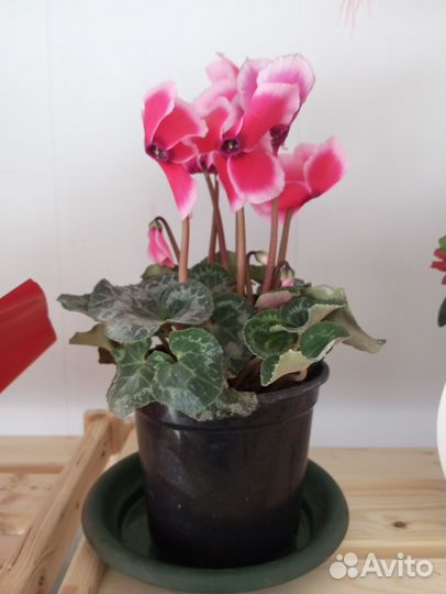 Комнатные цветы