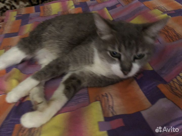 Кошка бесплатно