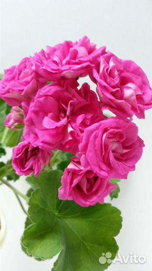 Ветер перемен и др. сортовые пеларгонии