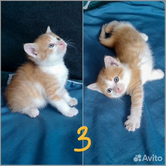 Котята в дар