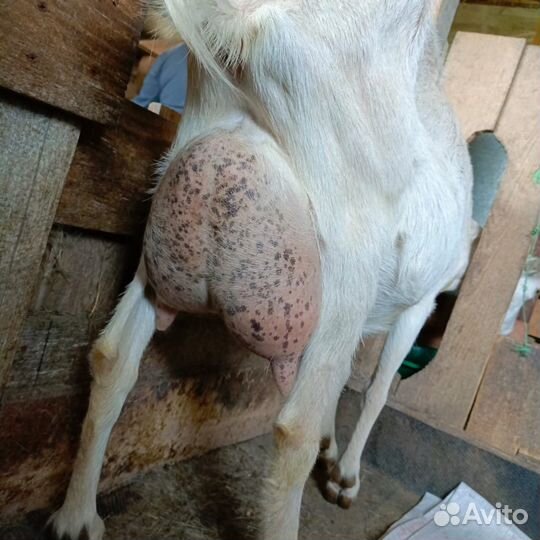 Коза молочная, козлята на племя