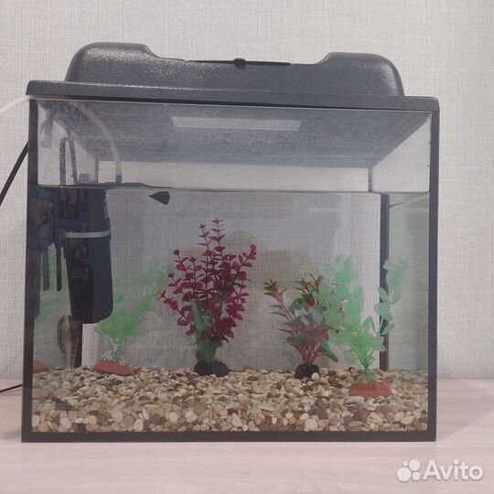 Аквариум + рыбки