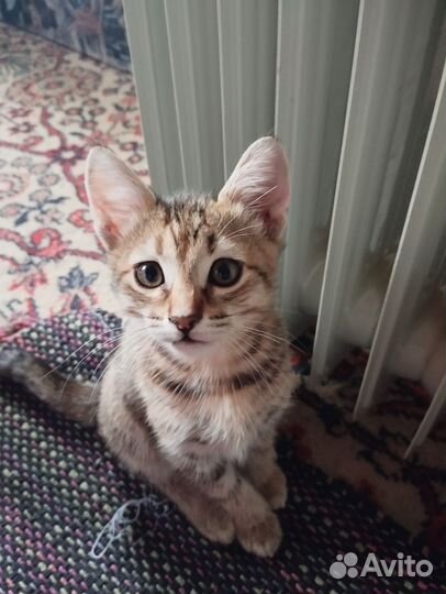 Кошки в добрые руки бесплатно