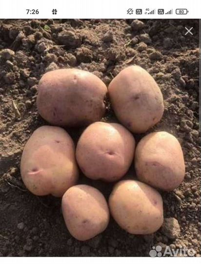 Семенной картофель