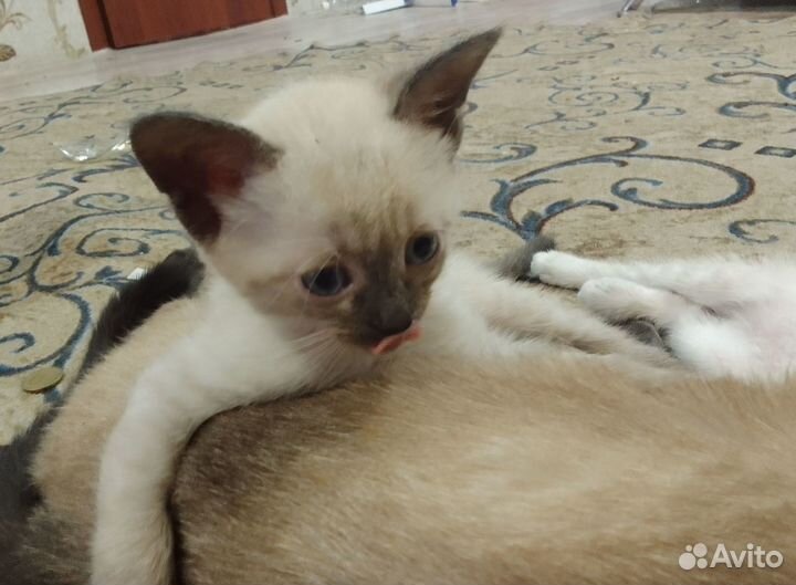 Тайские котята