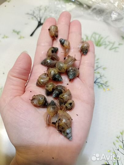 Улитки ахатины бесплатно