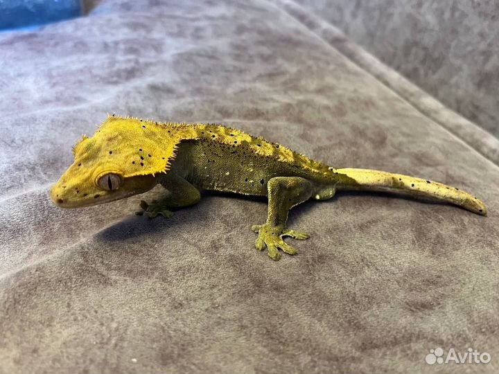 Реснитчатый бананоед