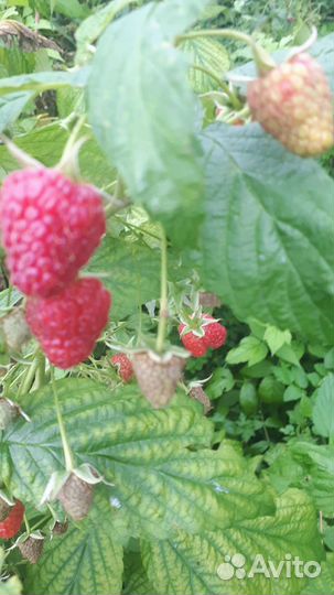 Ремонтантная малина саженцы