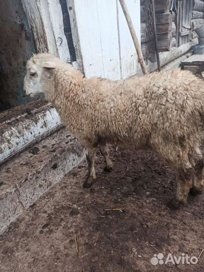 Овцы, ягнята