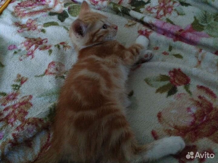 Котик в дар бесплатно