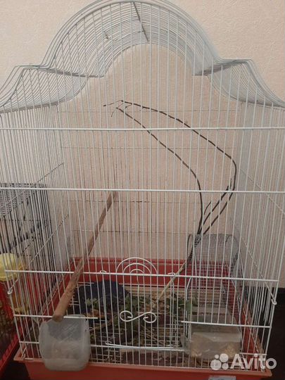 Продаются Дегу - Чилийские белки