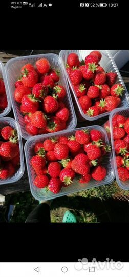 Клубника свежая ягода