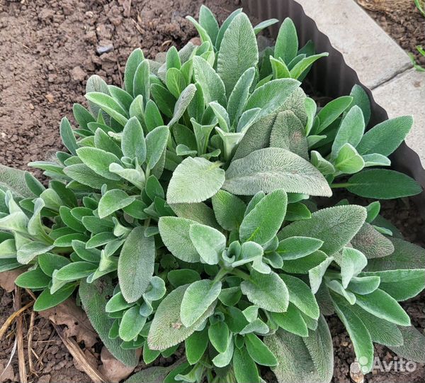 Примула, хоста, чистец