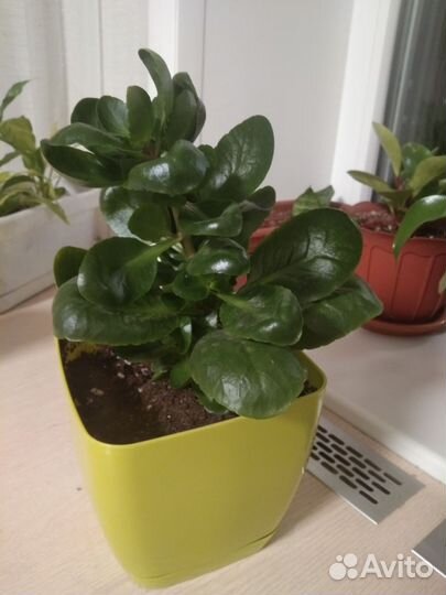 Спатифиллум, аглаонема, каланхоэ и многое другое