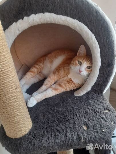 Нежный, красивый котик в добрые руки