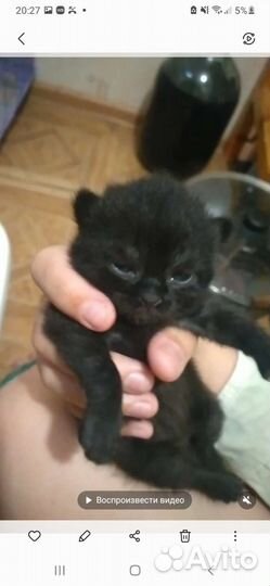 Британские котята