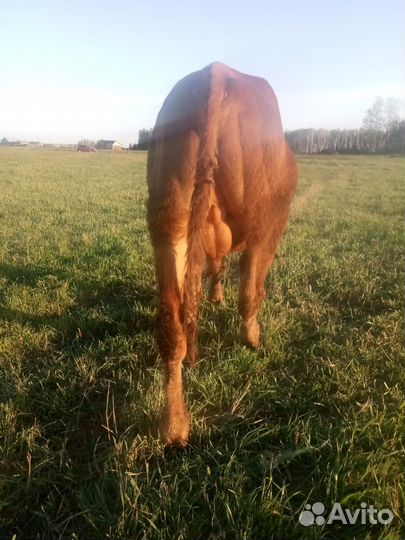 Корова и бычок