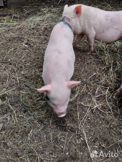 Вьетнамские поросята