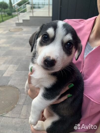 Собаки бесплатно