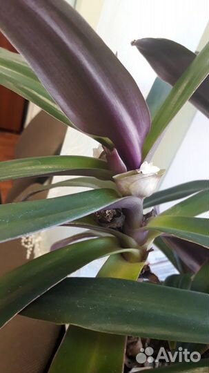 Рео разноцветная.Взрослое