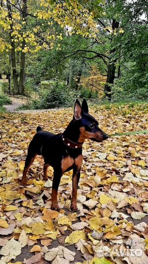 Передержка кошек, собак