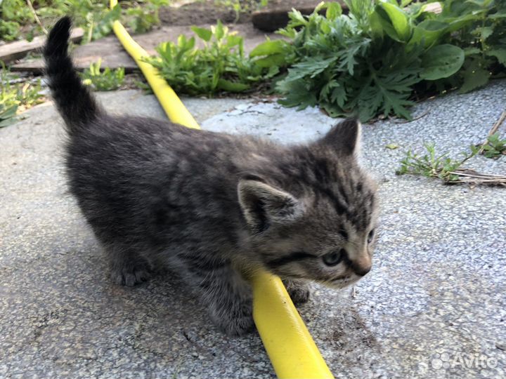 Котята в добрые руки даром