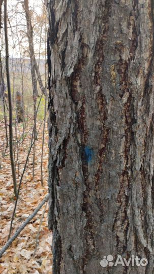 Лиственница кругляк