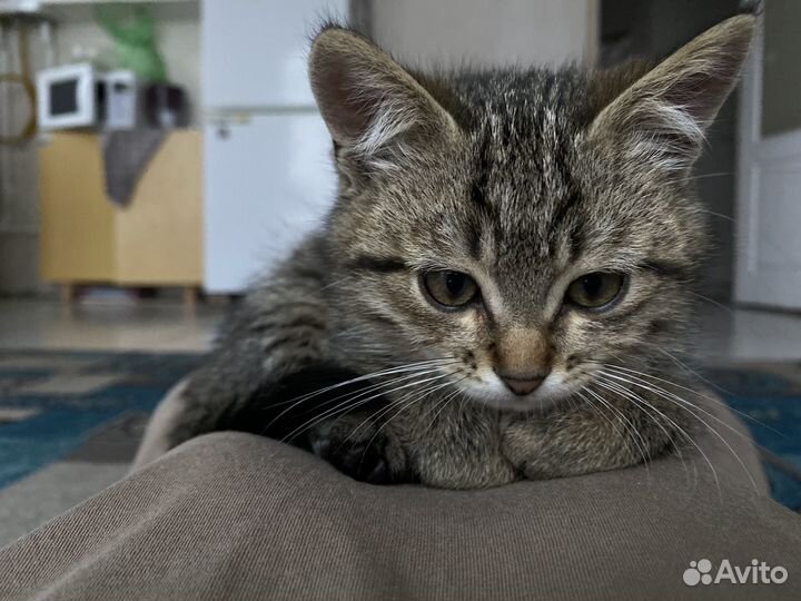 Котята кошка