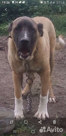 Турецкий кангал