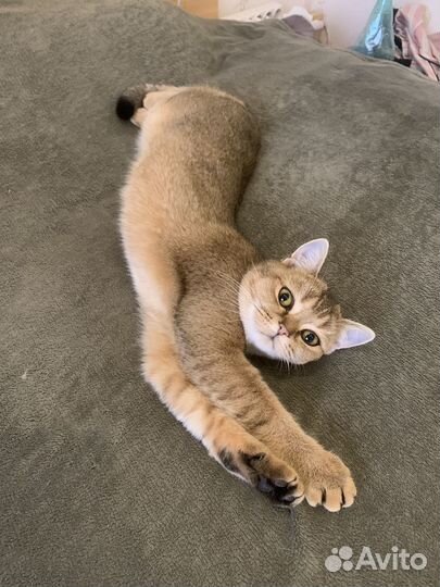 Кошка Шотландская Золотая Шиншила