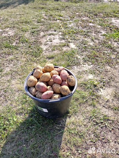 Картофель свежий урожай 2023