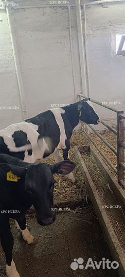 Бычки и телки