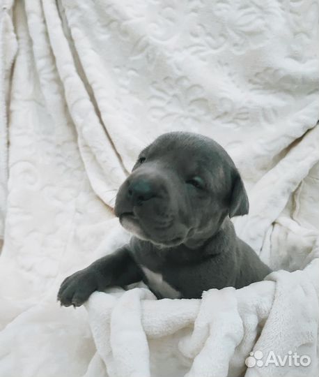 Щенок Пит-бультерьер