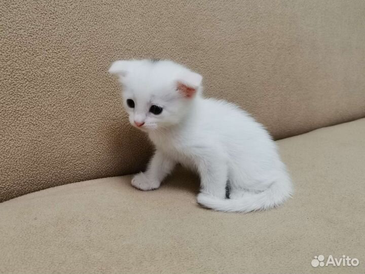Кошки в добрые руки бесплатно
