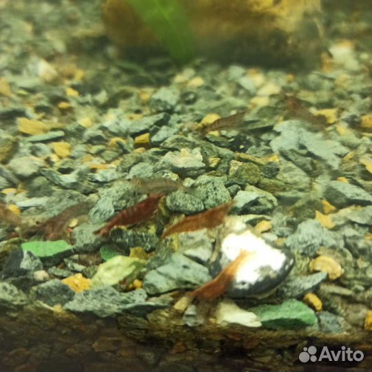 Аквариумные рыбки гуппи, креветки