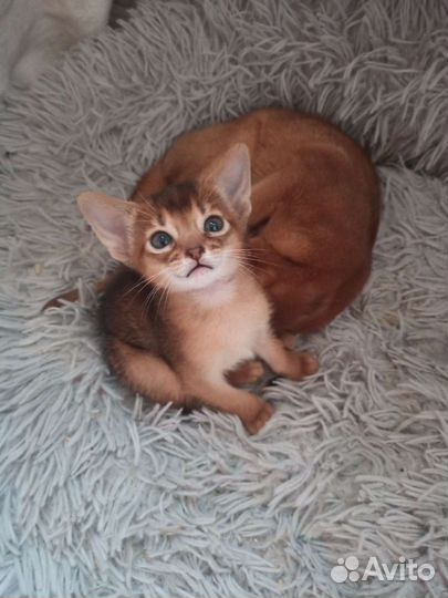 Абиссиночка