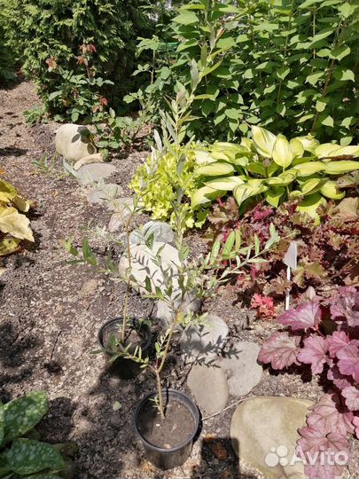 Саженцы ивы Хакуро- Нишики