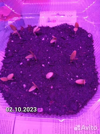 Рассада огурцов