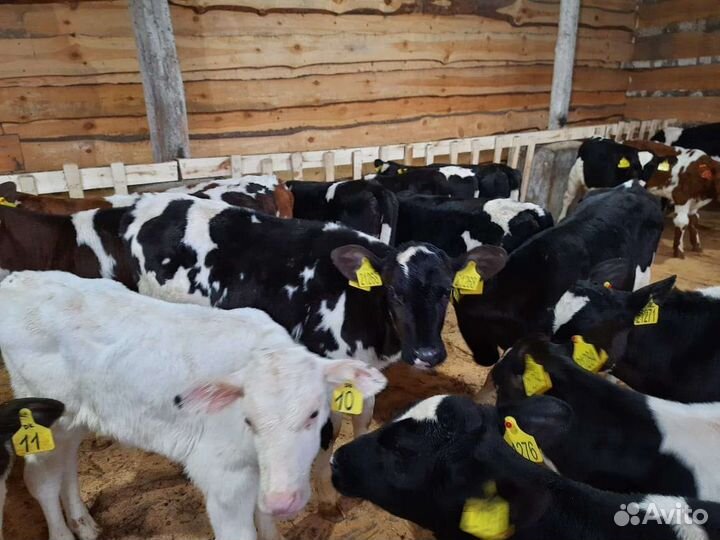 Телята бычки