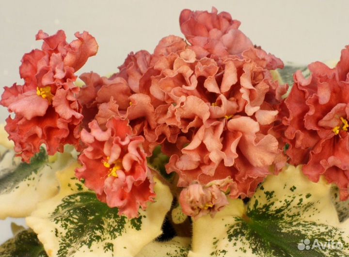 Фиалки сортовые