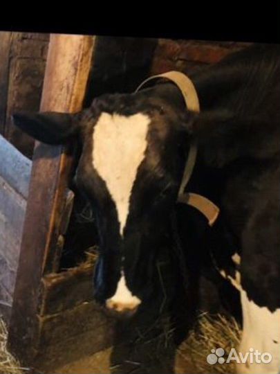 Коровы дойные молочные