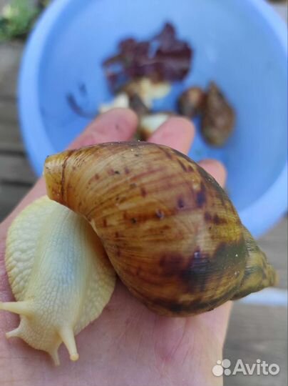 Улитки ахатины